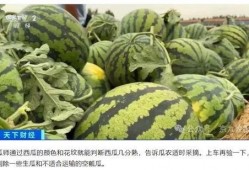 瓜老师