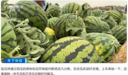 瓜老师